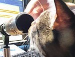 Cat system